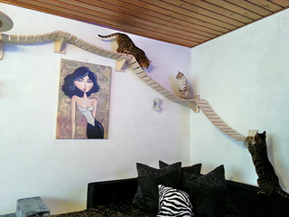 Illustration for article titled This wall furniture is the coolest thing your cat will see all day